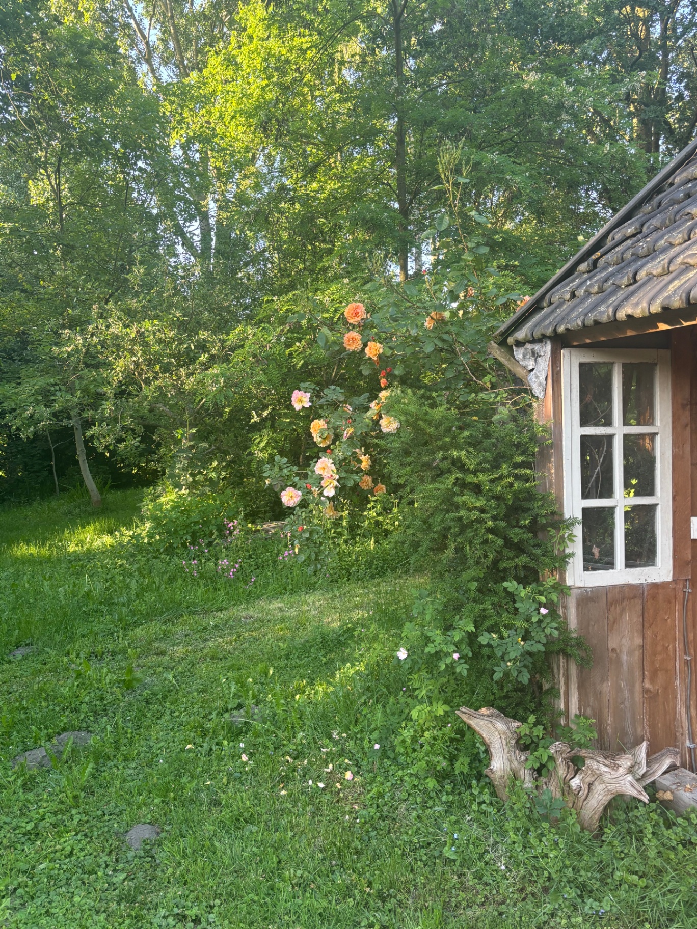 Bloeiende rozen bij het tuinhuisje